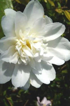 Snow Flurry Cold Hardy Camellia Hybrid - 3 Gallon Pot -Green Haven Sales Camellia Snow Flurry 2