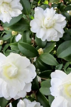 Snow Flurry Cold Hardy Camellia Hybrid - 3 Gallon Pot -Green Haven Sales Camellia Snow Flurry 6