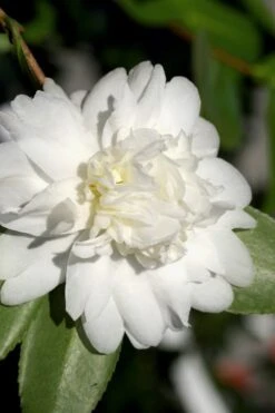 Snow Flurry Cold Hardy Camellia Hybrid - 3 Gallon Pot -Green Haven Sales Camellia Snow Flurry 8