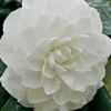 White By The Gate Camellia Japonica - 6 Pack Of 1 Gallon Pot