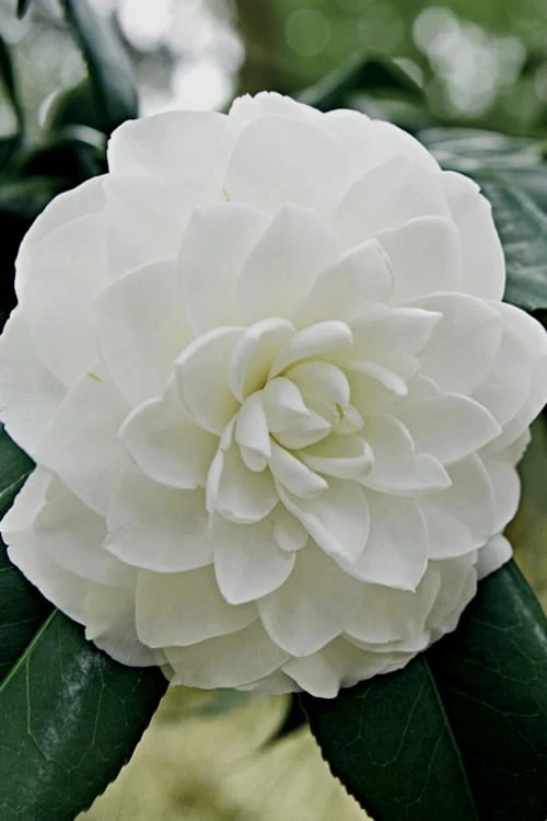 White By The Gate Camellia Japonica - 6 Pack Of 1 Gallon Pot 1 White By The Gate Camellia Japonica - 6 Pack Of 1 Gallon Pot