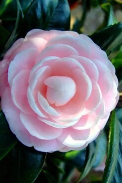 Winter's Rose Cold Hardy Dwarf Camellia - 3 Gallon Pot -Green Haven Sales Camellia Winters Rose 6