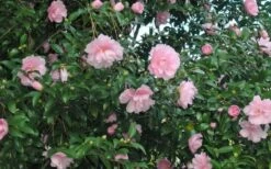 Cotton Candy Camellia Sasanqua - 3 Gallon Pot 8 Cotton Candy Camellia Sasanqua - 3 Gallon Pot -Green Haven Sales CamelliaCottonCandy 2