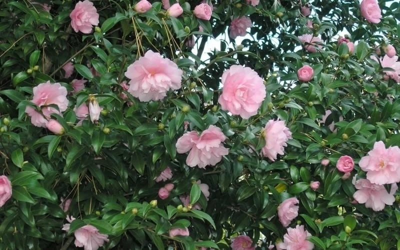 Cotton Candy Camellia Sasanqua - 3 Gallon Pot 4 Cotton Candy Camellia Sasanqua - 3 Gallon Pot - Image 4