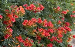 Madame Galen Trumpet Vine (Campsis) - 1 Gallon Pot -Green Haven Sales Campsis Madame Galen 12