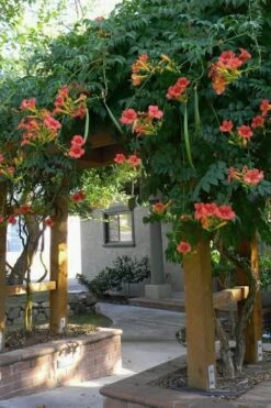 Madame Galen Trumpet Vine (Campsis) - 1 Gallon Pot -Green Haven Sales Campsis Madame Galen 14