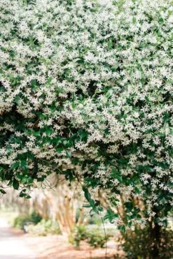 Madison Confederate Jasmine - 3 Gallon Pot -Green Haven Sales Campsis Madame Galen 18