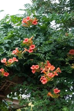 Madame Galen Trumpet Vine (Campsis) - 1 Gallon Pot -Green Haven Sales Campsis Madame Galen 500x750 1