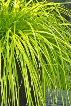 Evercolor Everillo Carex - 8 Pack Of 1 Gallon Pots -Green Haven Sales Carex Everillo 500x750 1
