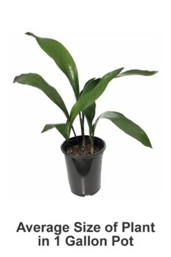 Tiny Tank Dwarf Cast Iron Plant - 3 Gallon Pot 8 Tiny Tank Dwarf Cast Iron Plant - 3 Gallon Pot -Green Haven Sales Cast iron Plant 20