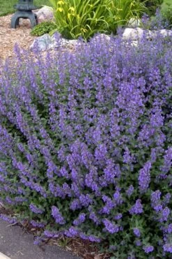 Walker's Low Catmint (Nepeta X Faassenii) - 1 Gallon Pot -Green Haven Sales Catmint Walkers Low 4
