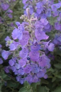 Walker's Low Catmint (Nepeta X Faassenii) - 1 Gallon Pot -Green Haven Sales Catmint Walkers Low 5