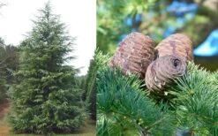 Deodar Cedar - 2 Gallon Pot 15 Deodar Cedar - 2 Gallon Pot -Green Haven Sales Cedar Deodar Foliage Cones