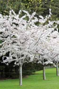 Yoshino Flowering Cherry Tree - 3 Gallon Pot