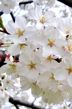 Yoshino Flowering Cherry Tree - 3 Gallon Pot -Green Haven Sales Cherry Yoshino 3