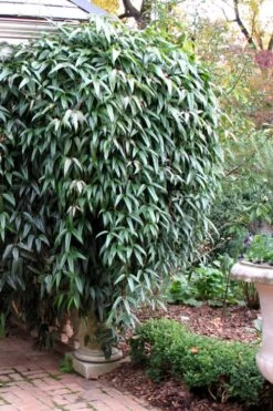 Snowdrift Evergreen Clematis Armandii - 5 Gallon Pot -Green Haven Sales Clematis Armandii Snowdrift 52