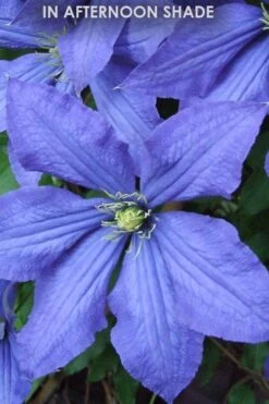 Rhapsody Clematis - 1 Gallon Pot -Green Haven Sales Clematis Rhapsody in shade