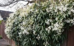 Snowdrift Evergreen Clematis Armandii - 5 Gallon Pot -Green Haven Sales Clematis Snowdrift 22