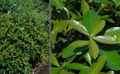 Bigfoot Cleyera Japonica - 3 Gallon Pot -Green Haven Sales Cleyera Bigfoot