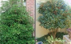 Bigfoot Cleyera Japonica - 3 Gallon Pot -Green Haven Sales Cleyera Bigfoot Tree