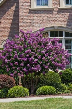 Catawba Purple Crape Myrtle - 5 Gallon Pot -Green Haven Sales Crape Myrtle Catawba 5