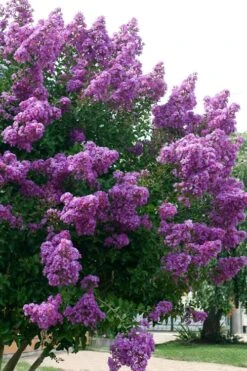 Catawba Purple Crape Myrtle - 5 Gallon Pot -Green Haven Sales Crape Myrtle Catawba 500x750 1