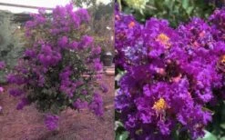 Purple Magic Crape Myrtle Tree (Multi Trunk) - 7 Gallon Pot -Green Haven Sales Crape Myrtle Purple Magic 12