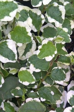 Variegated Creeping Fig (Ficus Pumila 'Variegata') - 10 Pack Of 4" Pint Pots 11 Variegated Creeping Fig (Ficus Pumila 'Variegata') - 10 Pack Of 4" Pint Pots -Green Haven Sales Creeping Fig Variegated Ficus Pumila Rev 500x750 1