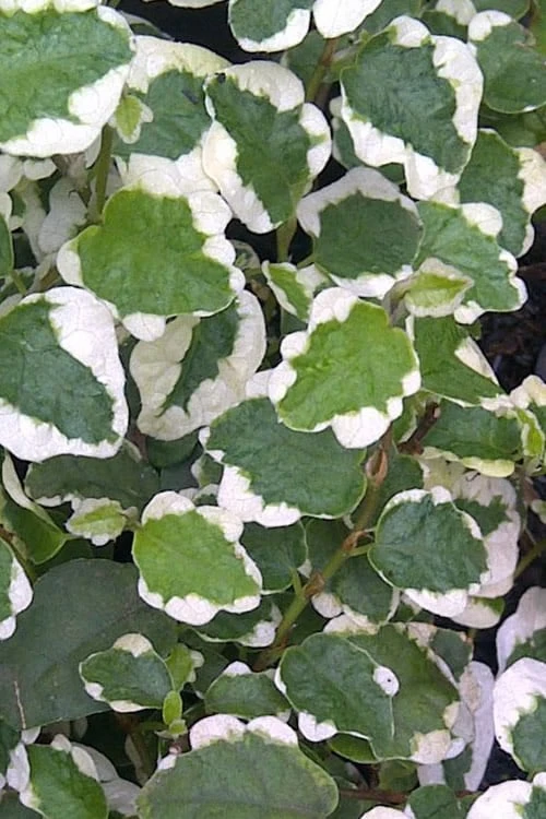 Variegated Creeping Fig (Ficus Pumila 'Variegata') - 10 Pack Of 4" Pint Pots 5 Variegated Creeping Fig (Ficus Pumila 'Variegata') - 10 Pack Of 4" Pint Pots - Image 5