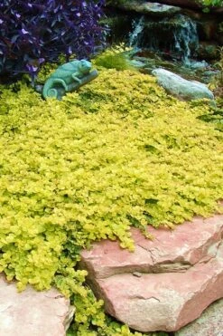 Golden Creeping Jenny (Lysimachia Nummularia 'Aurea') - 5 Pack Of Quart Pots 11 Golden Creeping Jenny (Lysimachia Nummularia 'Aurea') - 5 Pack Of Quart Pots -Green Haven Sales Creeping Jenny 20 1