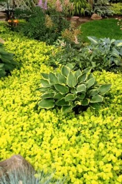 Golden Creeping Jenny (Lysimachia Nummularia 'Aurea') - 5 Pack Of Quart Pots 8 Golden Creeping Jenny (Lysimachia Nummularia 'Aurea') - 5 Pack Of Quart Pots -Green Haven Sales Creeping Jenny 21 1