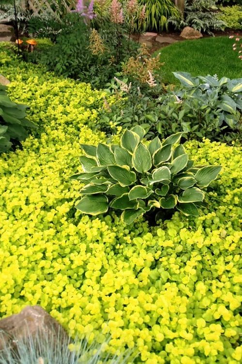 Golden Creeping Jenny (Lysimachia Nummularia 'Aurea') - 5 Pack Of Quart Pots 3 Golden Creeping Jenny (Lysimachia Nummularia 'Aurea') - 5 Pack Of Quart Pots - Image 3