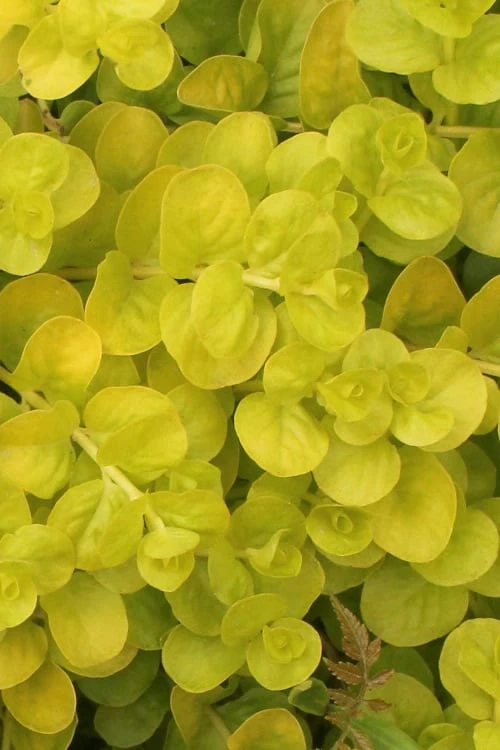 Golden Creeping Jenny (Lysimachia Nummularia 'Aurea') - 5 Pack Of Quart Pots 1 Golden Creeping Jenny (Lysimachia Nummularia 'Aurea') - 5 Pack Of Quart Pots