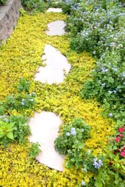 Golden Creeping Jenny (Lysimachia Nummularia 'Aurea') - 5 Pack Of Quart Pots 9 Golden Creeping Jenny (Lysimachia Nummularia 'Aurea') - 5 Pack Of Quart Pots -Green Haven Sales Creeping Jenny 25 1