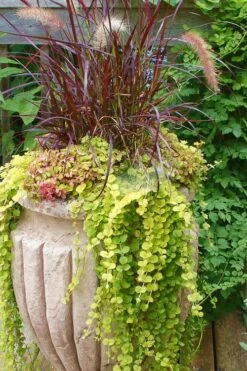 Golden Creeping Jenny - Lysimachia Nummularia Aurea - 18 Pack Of Pint Pots -Green Haven Sales Creeping Jenny 26