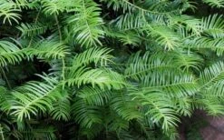 Creeping Japanese Plum Yew (Cephalotaxus Harringtonia 'Prostrata') - 1 Gallon Pot -Green Haven Sales Creeping japanese Plum Yew 1