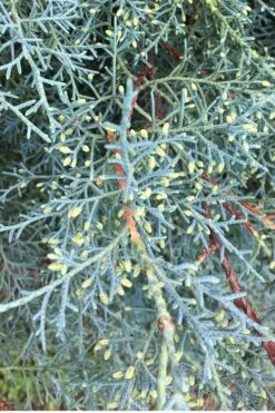 Carolina Sapphire Arizona Cypress - 7 Gallon Pot (4-5') -Green Haven Sales Cypress Carolina Sapphire 23