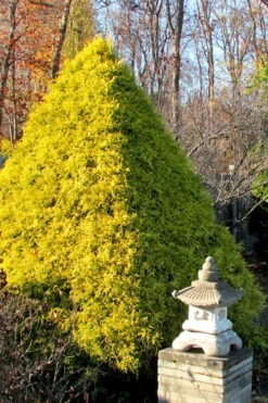 Gold Mop Threadleaf Cypress - 3 Gallon Pot -Green Haven Sales Cypress Gold Mop 20