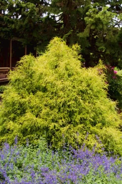 Gold Mop Threadleaf Cypress - 3 Gallon Pot -Green Haven Sales Cypress Gold Mop 25