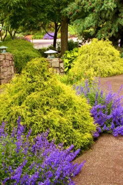 Gold Mop Threadleaf Cypress - 6 Pack Of 1 Gallon Pots -Green Haven Sales Cypress Gold Mop 26