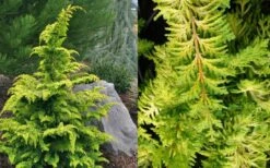 Gold Tip Fernspray Hinoki Cypress - 1 Gallon Pot -Green Haven Sales Cypress Gold Tip Fernspray