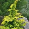 Gold Tip Fernspray Hinoki Cypress - 1 Gallon Pot