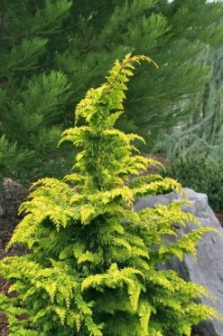 Gold Tip Fernspray Hinoki Cypress - 1 Gallon Pot