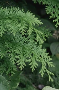 Southern Lace Hinoki Cypress - 7 Gallon Pot (4-5') -Green Haven Sales Cypress Hinoki Southern Lace 13