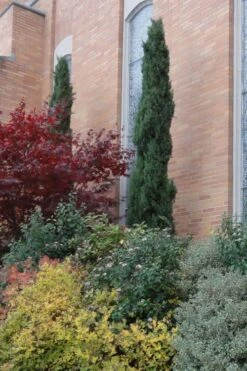 Italian Cypress - 7 Gallon Pot (3-4') 10 Italian Cypress - 7 Gallon Pot (3-4') -Green Haven Sales Cypress Italian 10