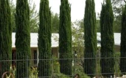 Italian Cypress - 7 Gallon Pot (3-4') 11 Italian Cypress - 7 Gallon Pot (3-4') -Green Haven Sales Cypress Italian 3