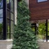 Slender Hinoki Cypress - 3 Gallon Pot (1.5-2')