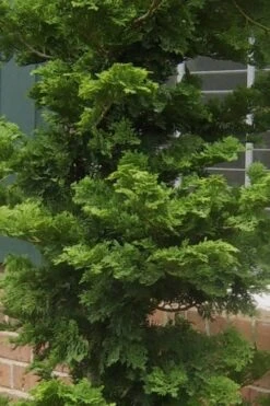 Slender Hinoki Cypress - 3 Gallon Pot (1.5-2') 8 Slender Hinoki Cypress - 3 Gallon Pot (1.5-2') -Green Haven Sales Cypress Slender Hinoki 19