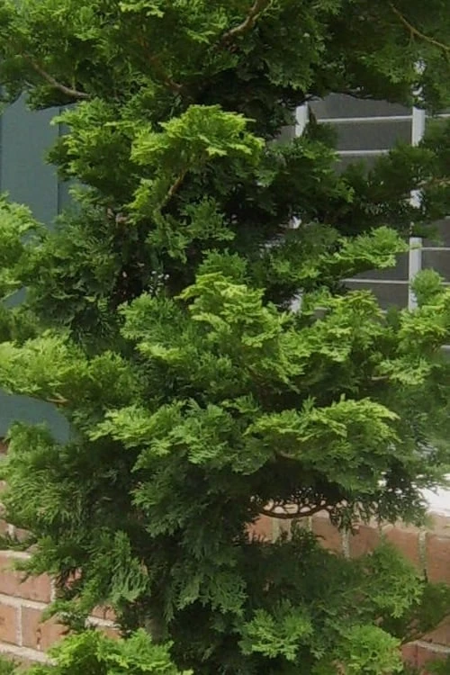 Slender Hinoki Cypress - 3 Gallon Pot (1.5-2') 4 Slender Hinoki Cypress - 3 Gallon Pot (1.5-2') - Image 4