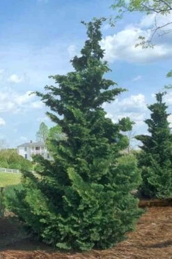 Slender Hinoki Cypress - 3 Gallon Pot (1.5-2') 9 Slender Hinoki Cypress - 3 Gallon Pot (1.5-2') -Green Haven Sales Cypress Slender Hinoki Rev 500x750 1